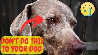 16 ATROCITIES THAT HURT YOUR DOG EMOTIONALLY. YOU MUST IMMEDIATELY KNOW THIS