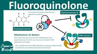 Fluoroquinolones | How do fluoroquinolone antibiotics work?