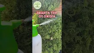 КАК ЗАЩИТИТЬ ТУЮ ОТ ОБГОРАНИЯ #ландшафтныйдизайн #garden