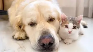 A baby Kitten feels protected next to a Golden Retriever 