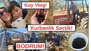 Bodruma Gidiyoruz👋🏻👋🏻Köyde 2 Gun!Kurban Kesimi! meyve Topladik!Hersey Organik!#hollandadanatesailesi