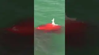 Bloody Hammerhead Shark Attack