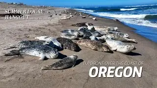 DJI Drone Soars Over Stunning Seals on Oregon's Majestic Coastline