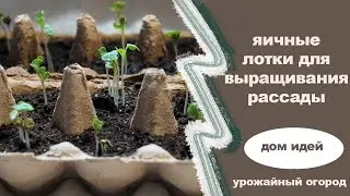 Яичные лотки для рассады.