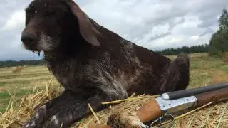 Охота с дратхааром на коростеля