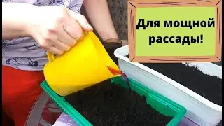 Обеззараживаем землю для семян петунии и перца! Самый простой и эффективный способ