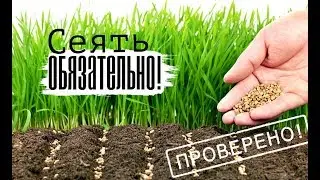 Этот озимый сидерат входит в топ 3 лучших! Как и когда сеять рожь озимую?