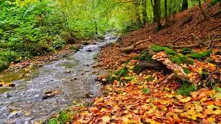 [Sounds of Nature] Sounds of a Murmuring Brook 2 hour || Healing Sounds of the Forest || Relaxation