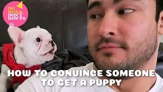 How To Convince Someone to Get a Puppy | Do-dos & Dont-donts