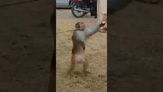 Monkey 🙈 Share you friend short vedio