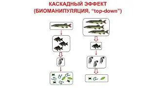 Качественные характеристики потоков веществ в пищевых сетях водных и околоводных экосистем