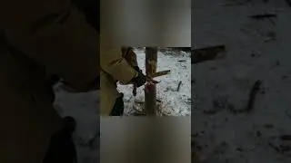 РУБКА ДЕРЕВА МЕТОДОМ ВЫБИРАНИЯ ЩЕПЫ