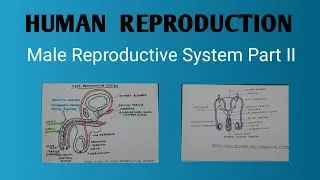 Human Reproduction. Male Reproductive System part 2. Structure of testis.