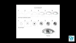 Drawing the Eye