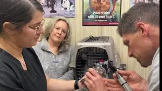 New puppy health check at Vet