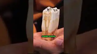 ВЕЛИКАНЫ СУЩЕСТВУЮТ: Доказательства и Тайны🗿