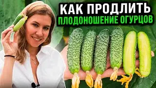 КАК ПРОДЛИТЬ ПЛОДОНОШЕНИЕ ОГУРЦОВ | Ответы на самые популярные вопросы по выращиванию