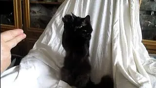 Домашний цирк. Кошка выполняет команды.