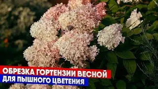 Обрезка гортензии весной для пышного цветения