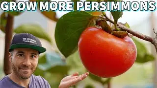 This Will Make Your Persimmon Tree Fruit Like Crazy!