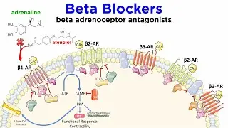 Heart Failure and the Beta-1 Adrenoceptor