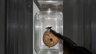 Feeding My Ants A Fly