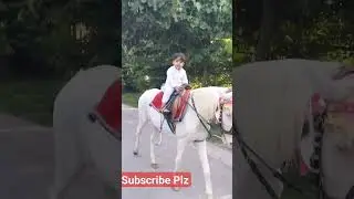 cute babies, viral short, viral videos, horse videos, shorts viral, horse racing, #animals  #funny