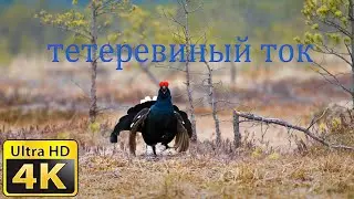 Тетеревиный ток