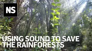 World's largest sonic survey could save Costa Rican rainforests