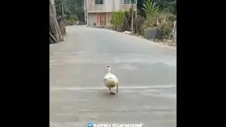 А птичка повеселей идет на работу в Понедельник!