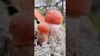 Подосиновики сосновые во мху просто шикарные красавчики. 
