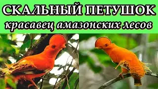 СКАЛЬНЫЙ ПЕТУШОК - Красавец амазаонских лесов