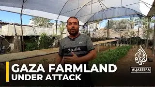 Israels Gaza attacks devastate farmland and food sources, but farmers fight to revive agriculture