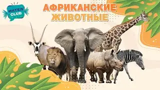 Африканские животные - Кто живет в Африке - развивающие мультики Монтессори для самых маленьких