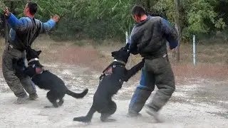 Super dogs V.S. Brave trainer! Adrenaline is off the charts! German Shepherd, Malinois, Pitbull.