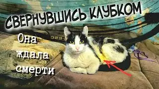 🔴Раненая кошка плакала и просила помощи|бабушка лечила как могла денег на врача не было|help the cat