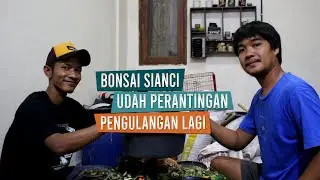 Bonsai Sianci Udah Perantingan Di Pres Habis Untuk Pengulangan Bersama Mas Ben dan Mas Asep Maulana