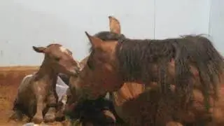 Endangered Caspian mare Contessa gives first kisses to her newborn baby dun colt Spirit