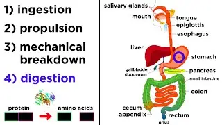 The Digestive System