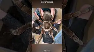 Goliath Birdeater | The Bird Eating Spider