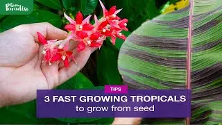 3 TROPICAL garden plants you can EASILY grow from seed