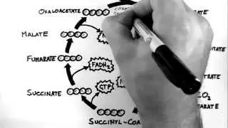 Cellular Respiration 3 - TCA Cycle (Krebs Cycle)