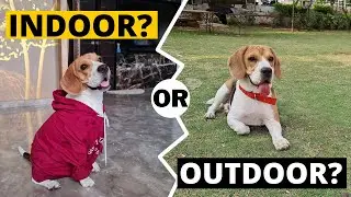 Are Beagles Really an Indoor Dog Breed?