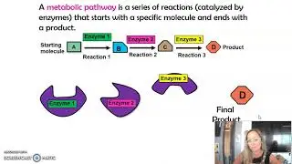 AP Bio Topic 3.4 Metabolic Pathways & Energy (Updated)