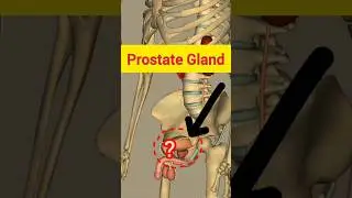 Prostate Gland #3d #anatomy #shortvideo #shortfeed #shorts