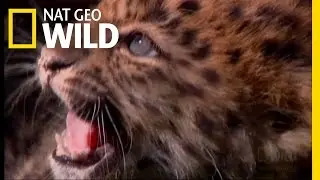 Amur Leopard Cubs | Miracle Babies