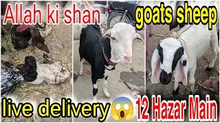 live delivery 2 Baby Lal Khan | Kamori goat Sheep Bakra Mandi | 20-August-2023 | Bakra Mandi 2023