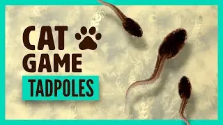 Game for cat : TADPOLES on screen - For cats and pets that loves fishes, lasers and flies