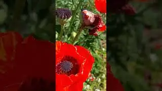Петербург//Обалденные красные маки в саду Петра Великого!!//