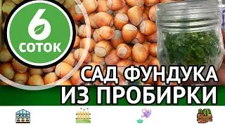 Сад фундука из пробирки. 6 соток 16.10.2023